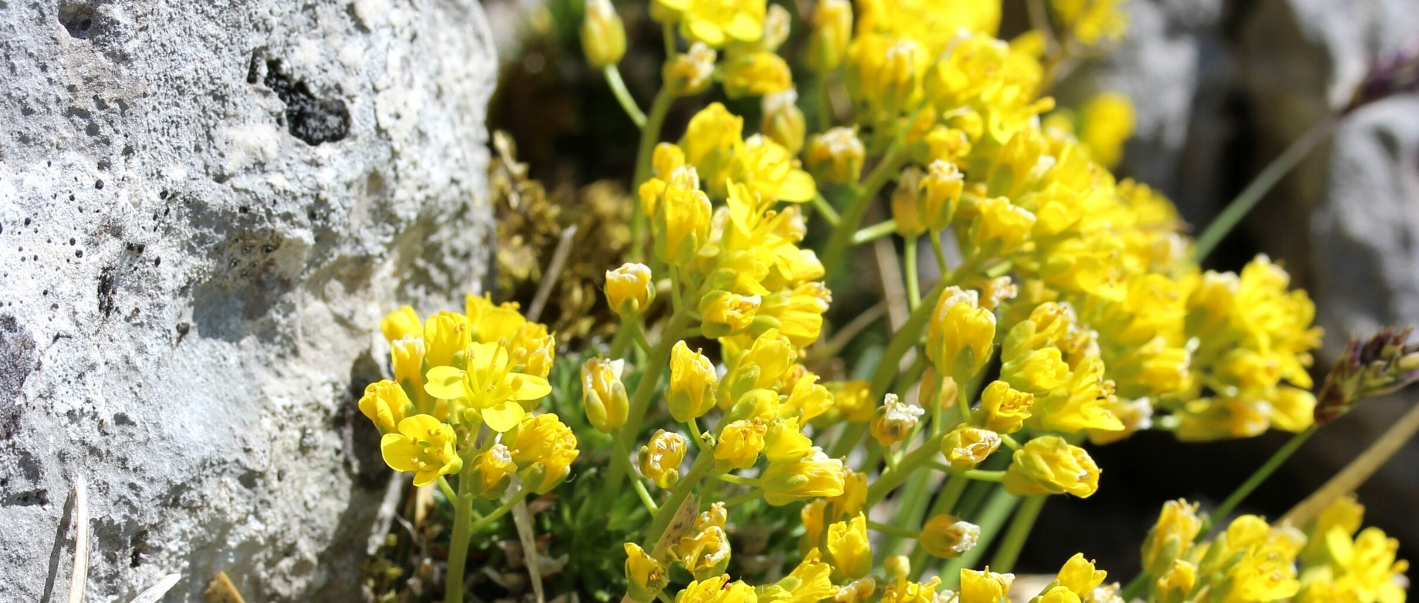 Felsenblümchen pflanzen und pflegen