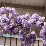 Pflanzen für einen romantischen Balkon?