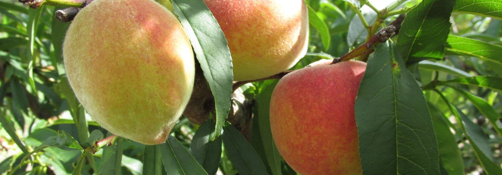 Pfirsichbaum: pflanzen, schneiden, Früchte ernten
