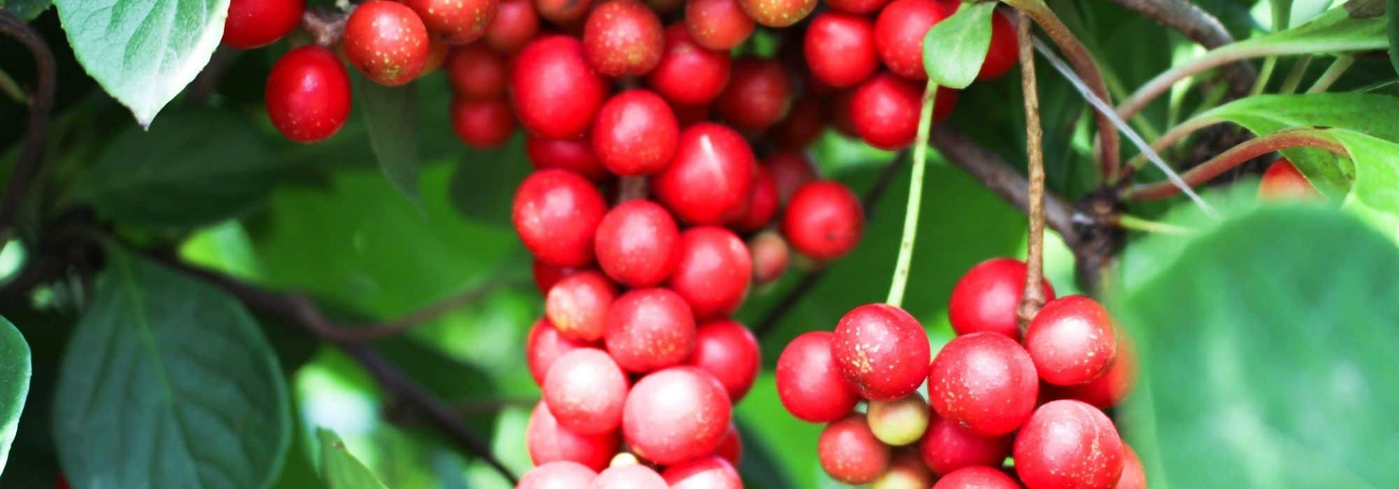 Schisandra-Beeren trocknen