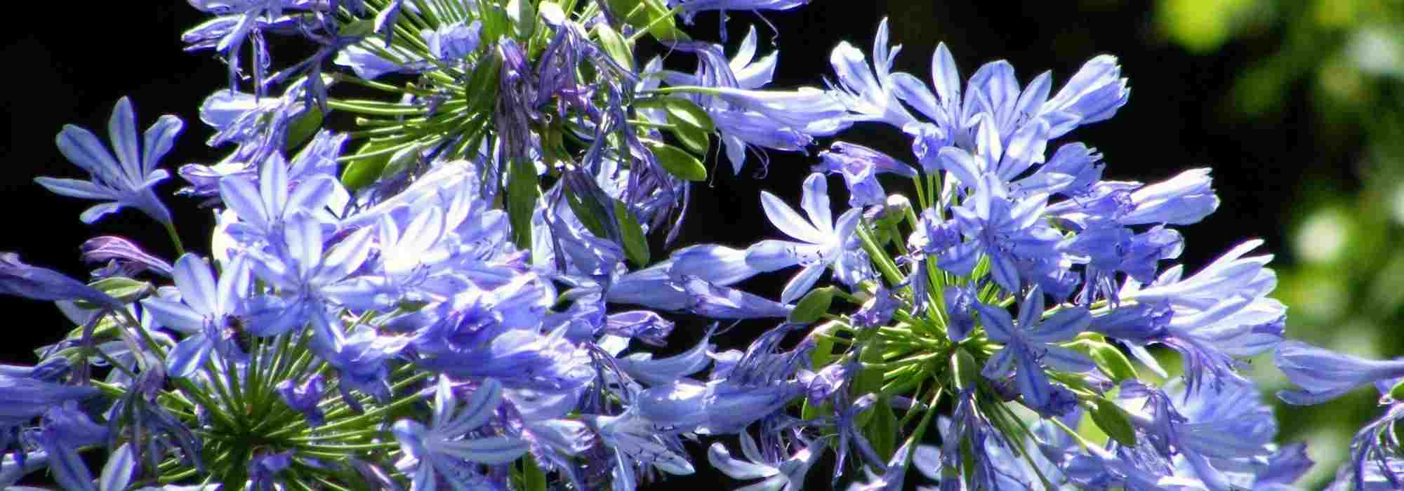 7 blaue Liebesblumen