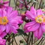 Japan-Herbst-Anemone mit rosa Blüten: 10 Sorten