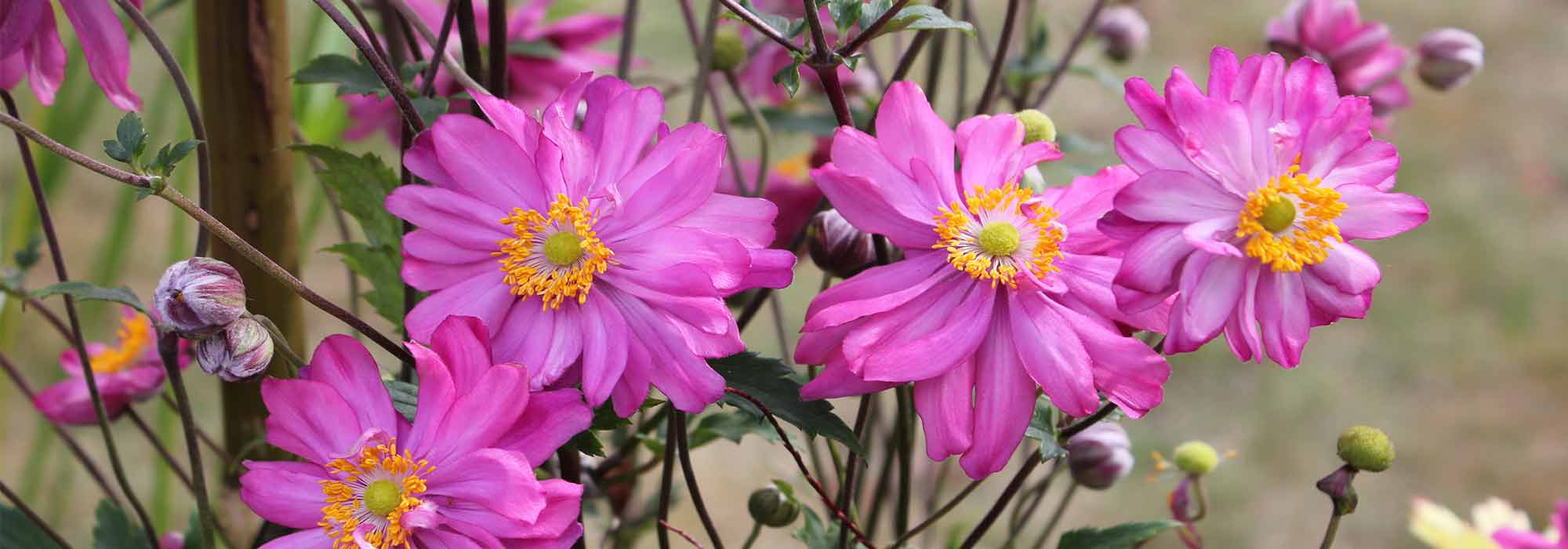 Japan-Herbst-Anemone mit rosa Blüten: 10 Sorten