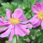 Japan-Herbst-Anemone: 5 gefüllte Sorten
