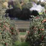 7 Obstbäume für kontinentales Klima