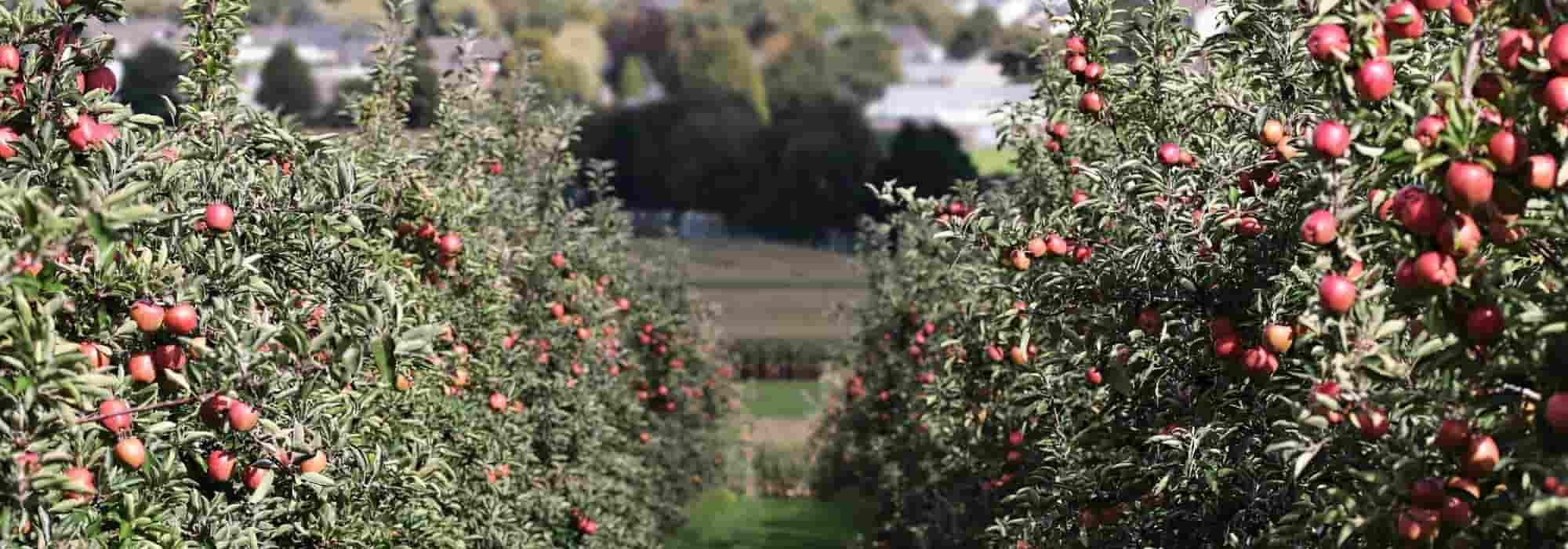 7 Obstbäume für kontinentales Klima