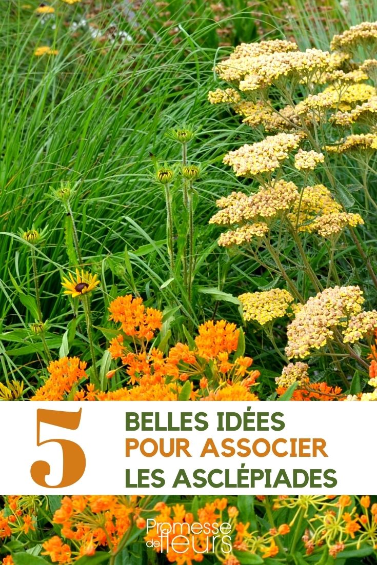 Asclepias - Kombinationen