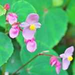 Videotranskript: Begonia grandis Evansiana