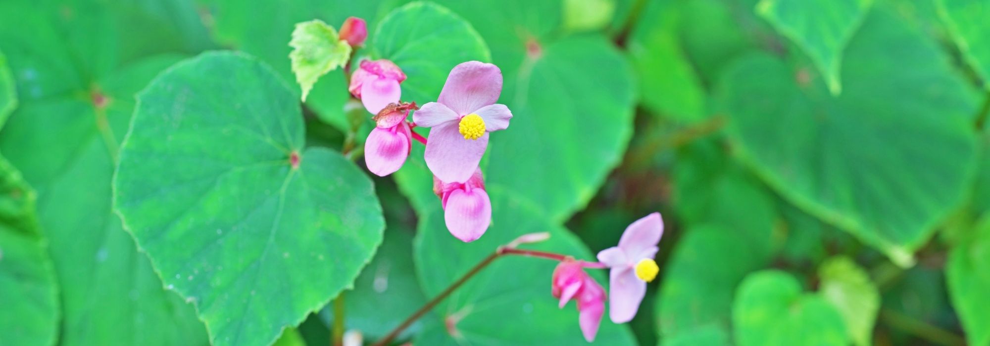 Videotranskript: Begonia grandis Evansiana