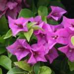 Bougainvillee schneiden: Wann und wie?