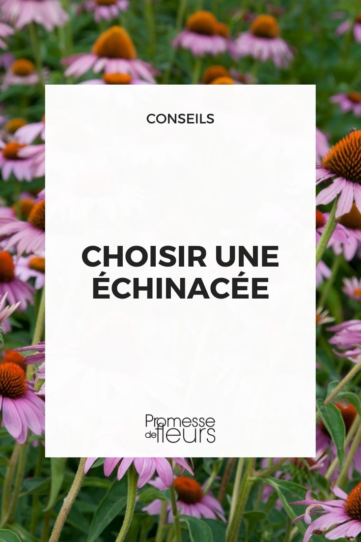 Echinacea auswählen