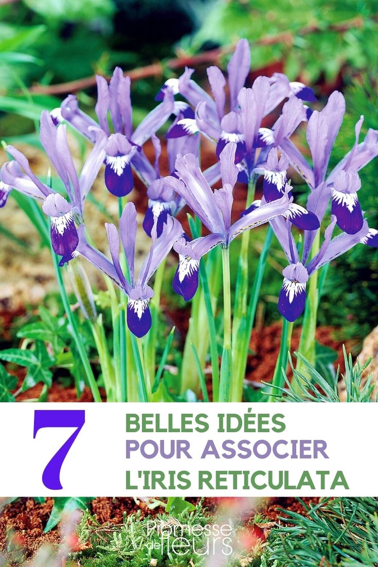 Iris reticulata - Kombinationen