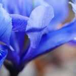 Iris reticulata im Topf kultivieren