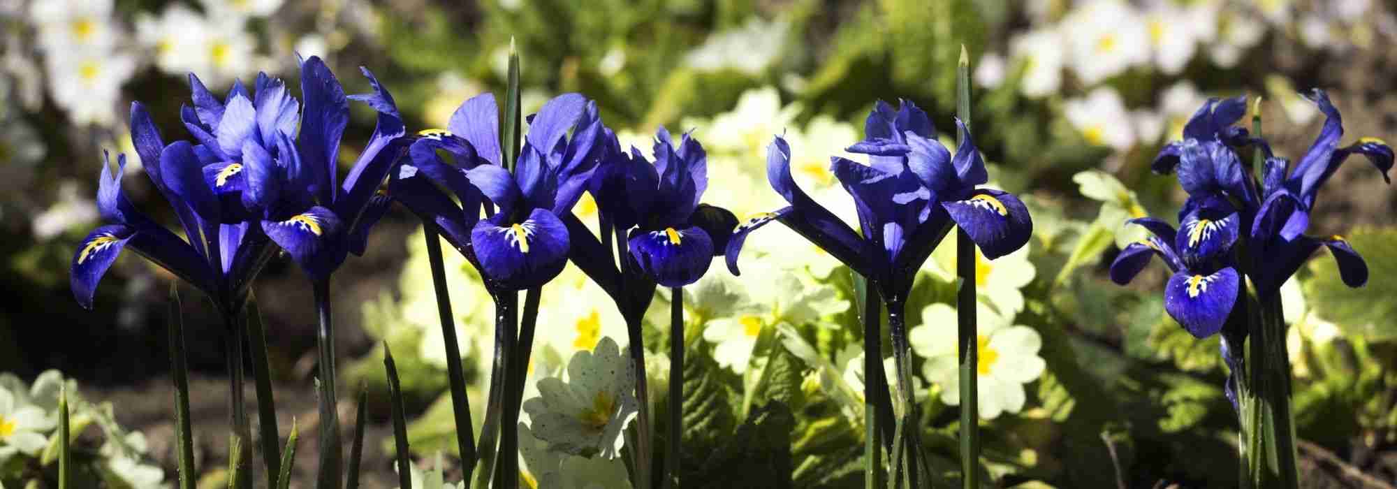 Iris reticulata kombinieren