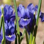 Iris reticulata pflanzen?