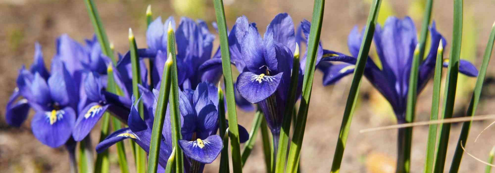 Iris reticulata pflanzen?