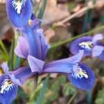 Iris reticulata: schönste Sorten