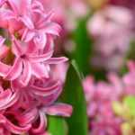 Hyazinthen im Garten oder Topf pflanzen: wann und wie?