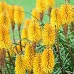 Kniphofia auswählen