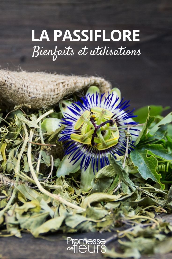 Passionsblume: Vorteile und Verwendungen

Die Passionsblume, auch bekannt als Passiflora, ist nicht nur eine wunderschöne Zierpflanze, sondern bietet auch zahlreiche gesundheitliche Vorteile. Ihre Blüten, Blätter und Früchte werden seit Jahrhunderten in der traditionellen Medizin verwendet.

**Vorteile der Passionsblume:**

1. **Beruhigende Wirkung:** Die Passionsblume ist bekannt für ihre beruhigenden Eigenschaften. Sie wird häufig zur Linderung von Angstzuständen, Stress und Schlafstörungen eingesetzt.
2. **Unterstützung der Verdauung:** Die Pflanze kann helfen, Verdauungsprobleme zu lindern und die Darmgesundheit zu fördern.
3. **Schmerzlinderung:** Passionsblume wird auch zur Linderung von Schmerzen, insbesondere bei Menstruationsbeschwerden, verwendet.
4. **Antioxidative Eigenschaften:** Sie enthält Antioxidantien, die den Körper vor freien Radikalen schützen und das Immunsystem stärken.

**Verwendungen der Passionsblume:**

1. **Tee:** Ein Aufguss aus den Blättern und Blüten der Passionsblume wird als beruhigender Tee getrunken.
2. **Tinkturen und Extrakte:** Diese werden in der Naturheilkunde zur Behandlung von Angstzuständen und Schlafstörungen eingesetzt.
3. **Kulinarische Verwendung:** Die Früchte der Passionsblume, bekannt als Maracuja, sind eine köstliche Zutat in Desserts, Säften und Smoothies.
4. **Ätherische Öle:** Aus der Passionsblume gewonnene ätherische Öle werden in der Aromatherapie verwendet, um Entspannung und Wohlbefinden zu fördern.

Die Passionsblume ist eine vielseitige Pflanze, die sowohl im Garten als auch in der Hausapotheke einen Platz verdient. Ihre Schönheit und ihre gesundheitlichen Vorteile machen sie zu einer wertvollen Bereicherung für jeden Pflanzenliebhaber.