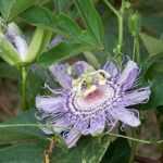 Passionsblume und ihre Wirkung