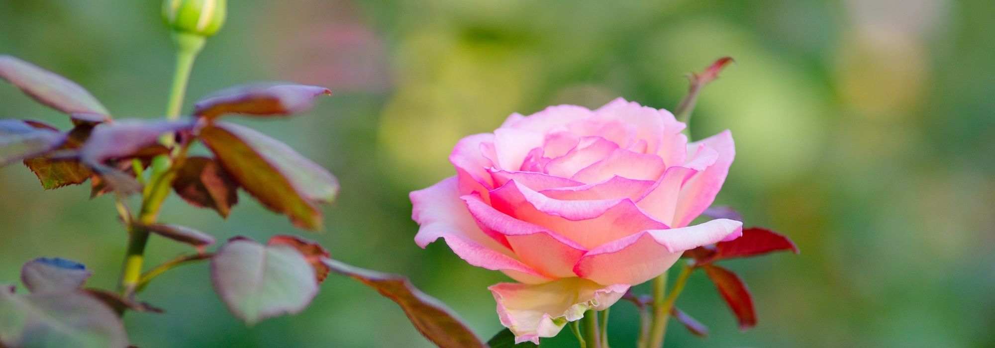 Warum werden Rosen gepfropft?