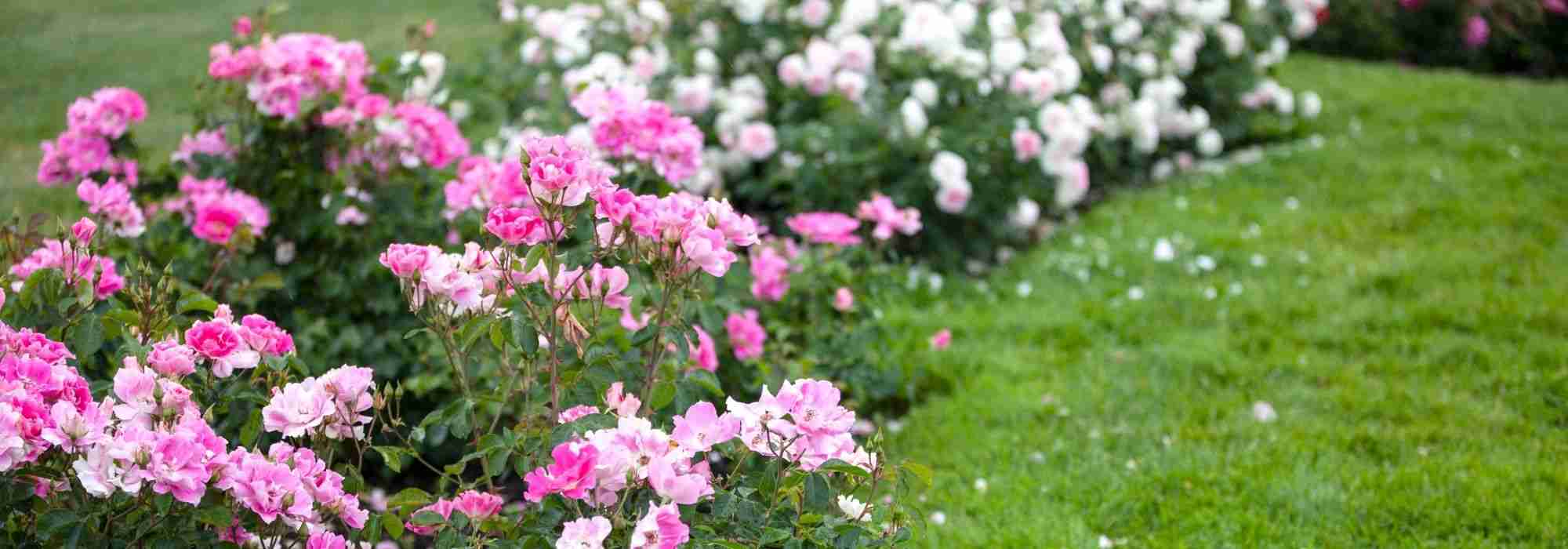 10 rosafarbene Bodendecker-Rosen