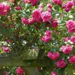 Kletterrosen: 8 Sorten mit rosa Blüten