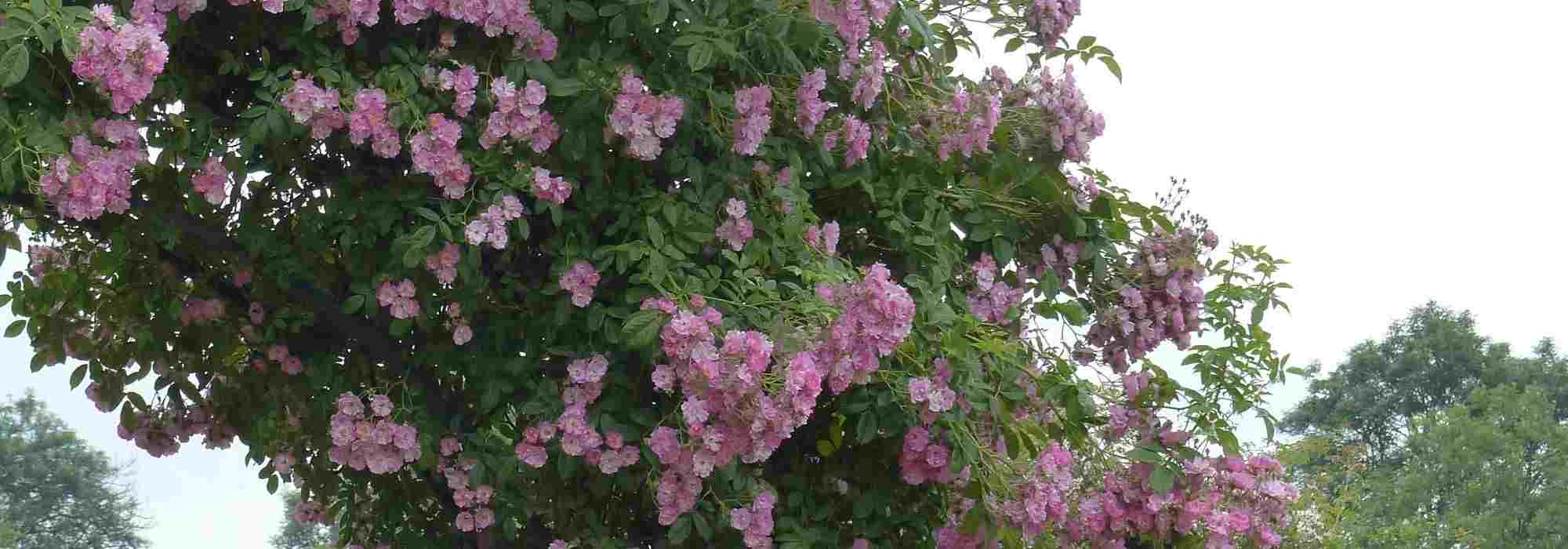 8 Rambler-Rosen mit rosa Blüten
