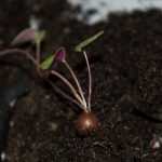 Cyclamen säen?