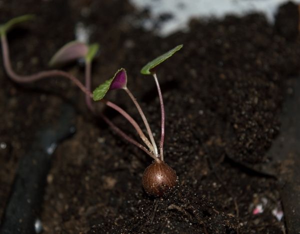 Wie säet man Cyclamen?