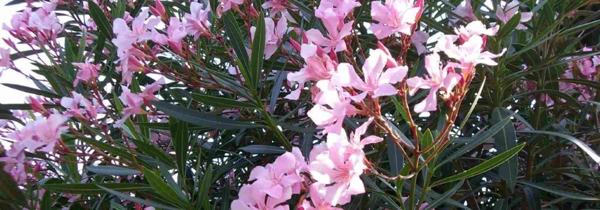Welchen Oleander pflanzen? Tipps für jede Region