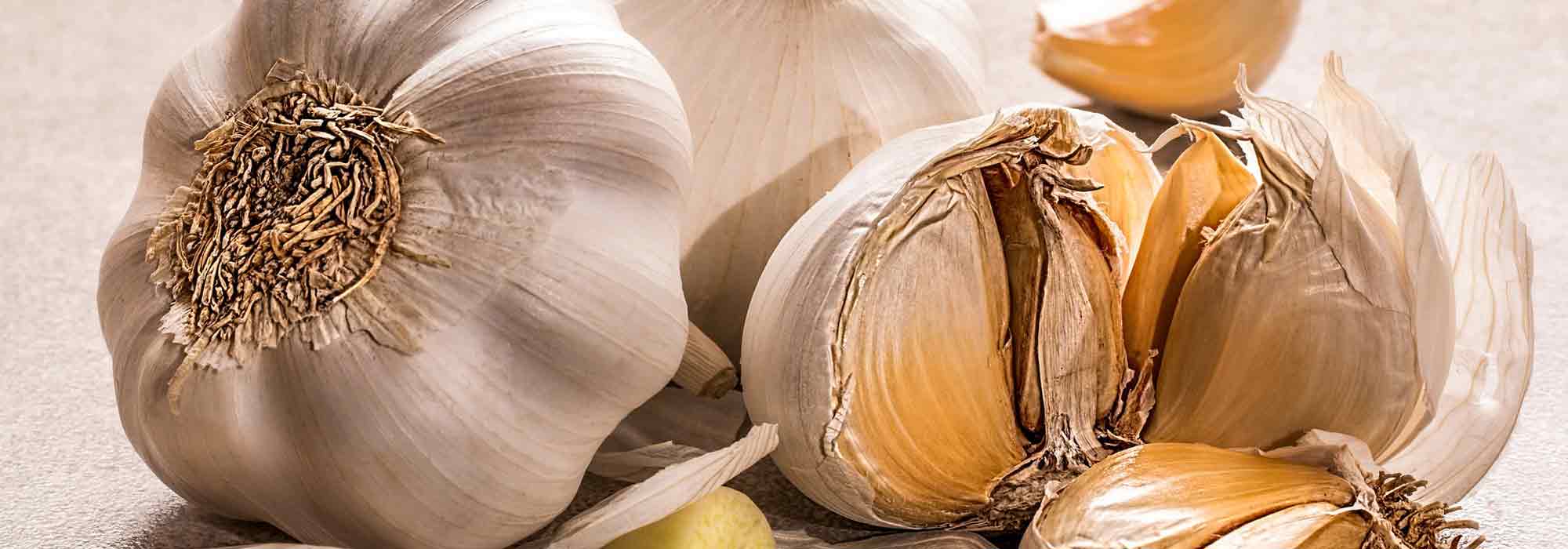 Knoblauchjauche/-sud: Rezept und Anwendung im Garten