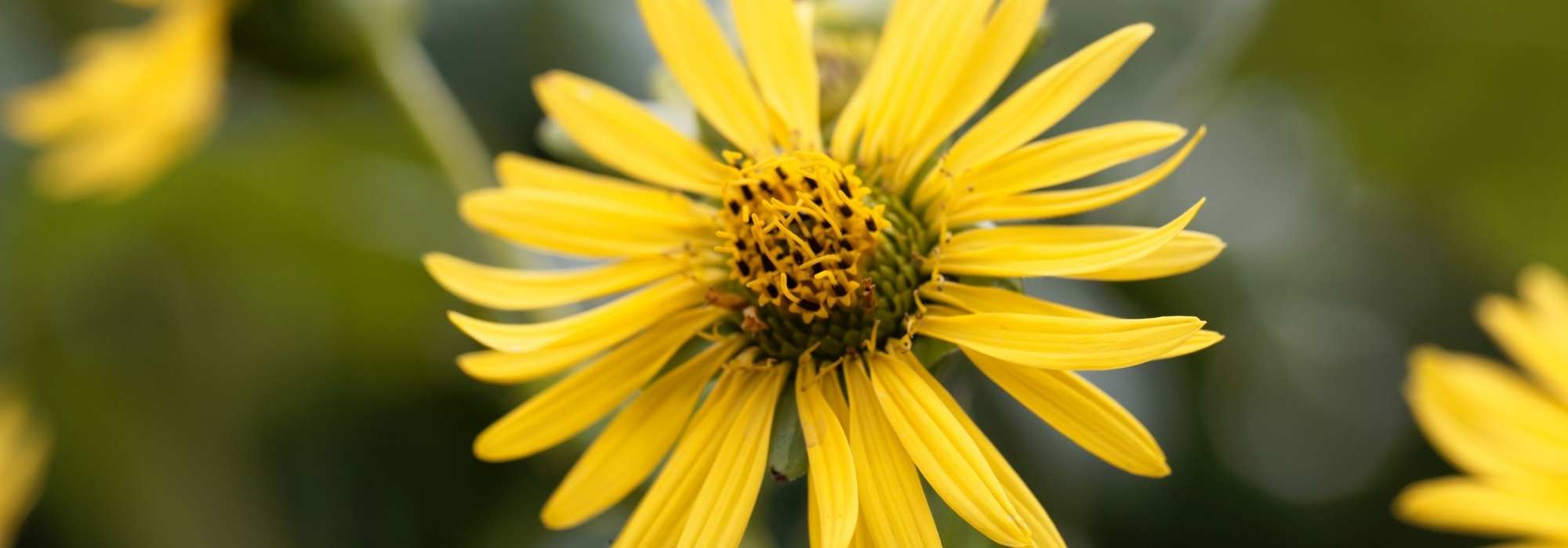 Silphium: Pflanzung und Pflege