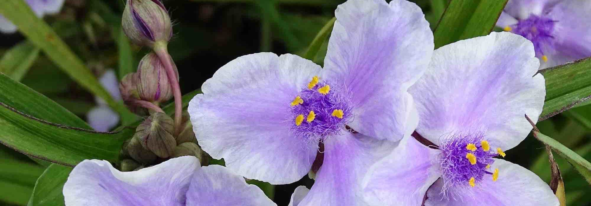 Virginia-Ampelkraut im Topf kultivieren