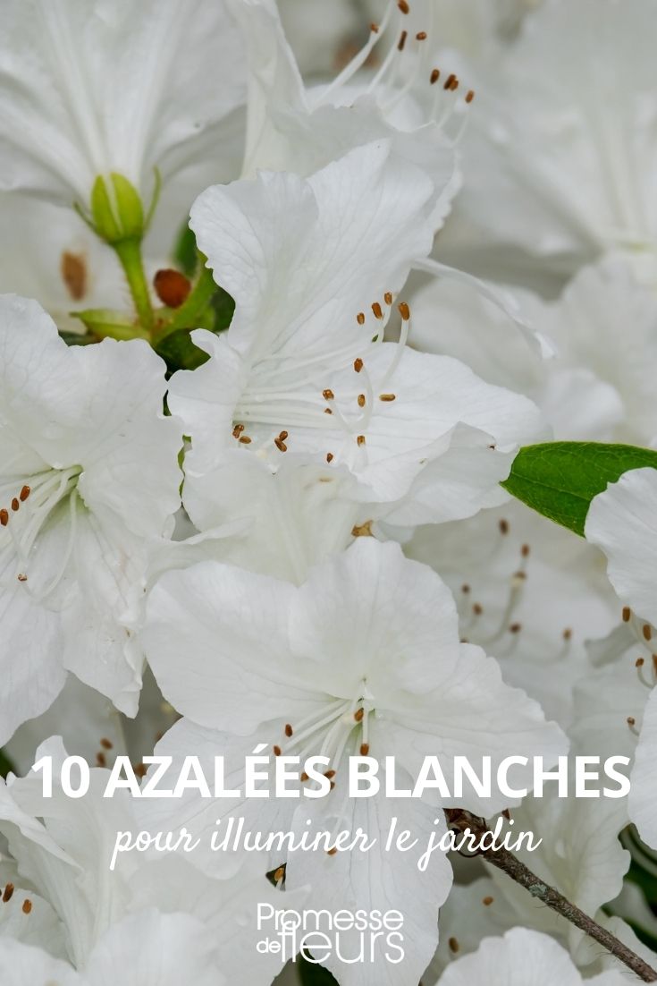 Weiße Azalee