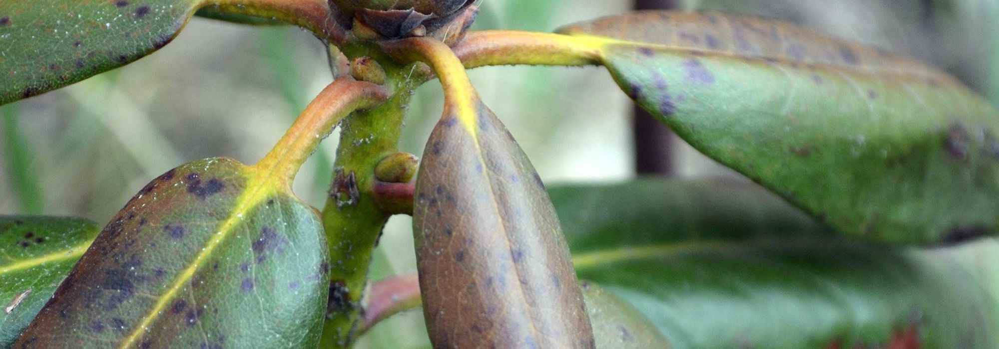 Krankheiten und Parasiten der Japanischen Azalee