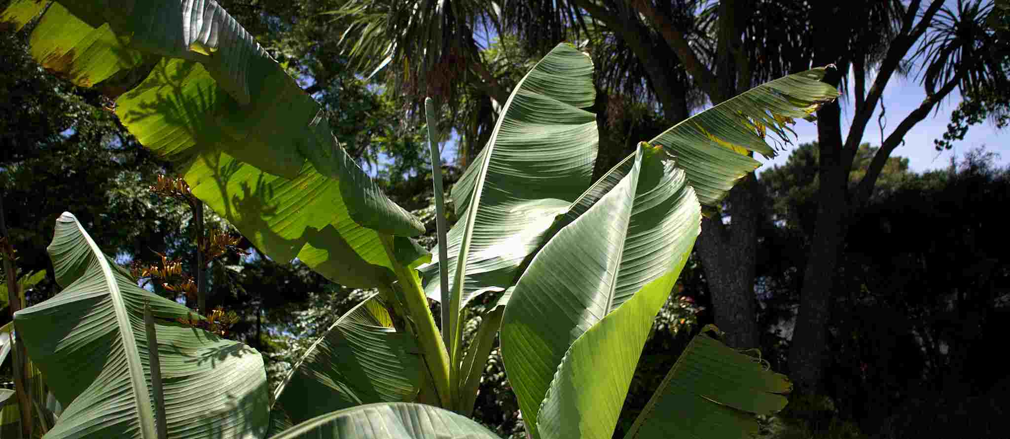 Welche Banane passt zu Ihrer Region?