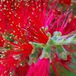 Callistemon wählen: die richtige Art գտնել