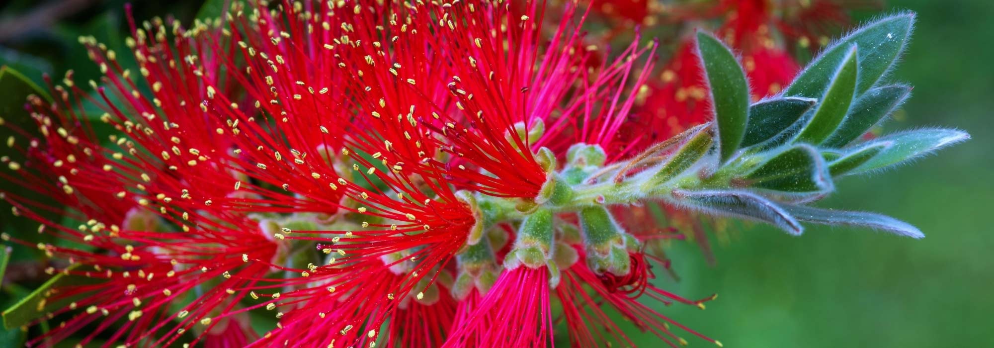 Callistemon wählen: die richtige Art գտնել