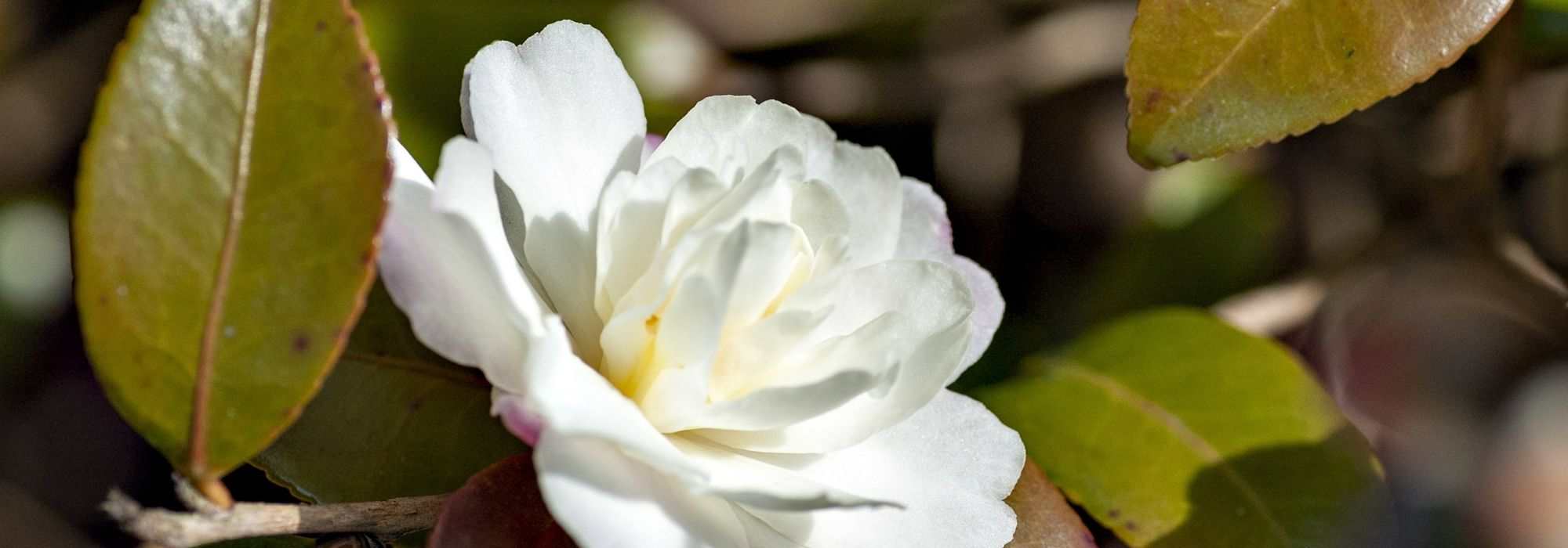7 weiß blühende Herbstblühende Kamelien