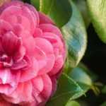 7 klassische Kamelien mit rosa Blüten