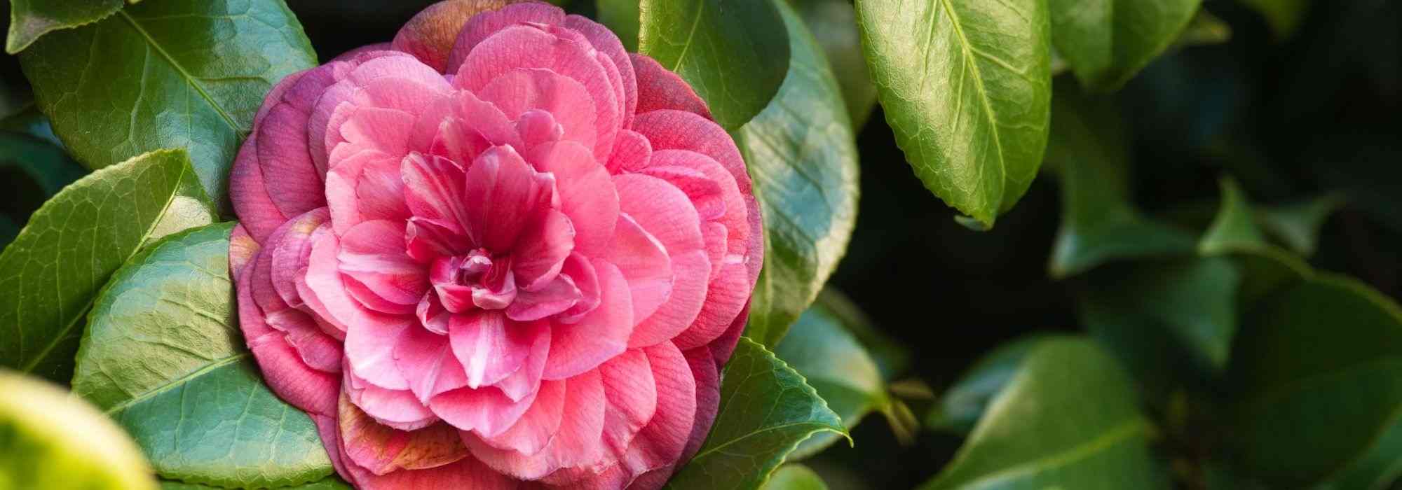 7 klassische Kamelien mit rosa Blüten