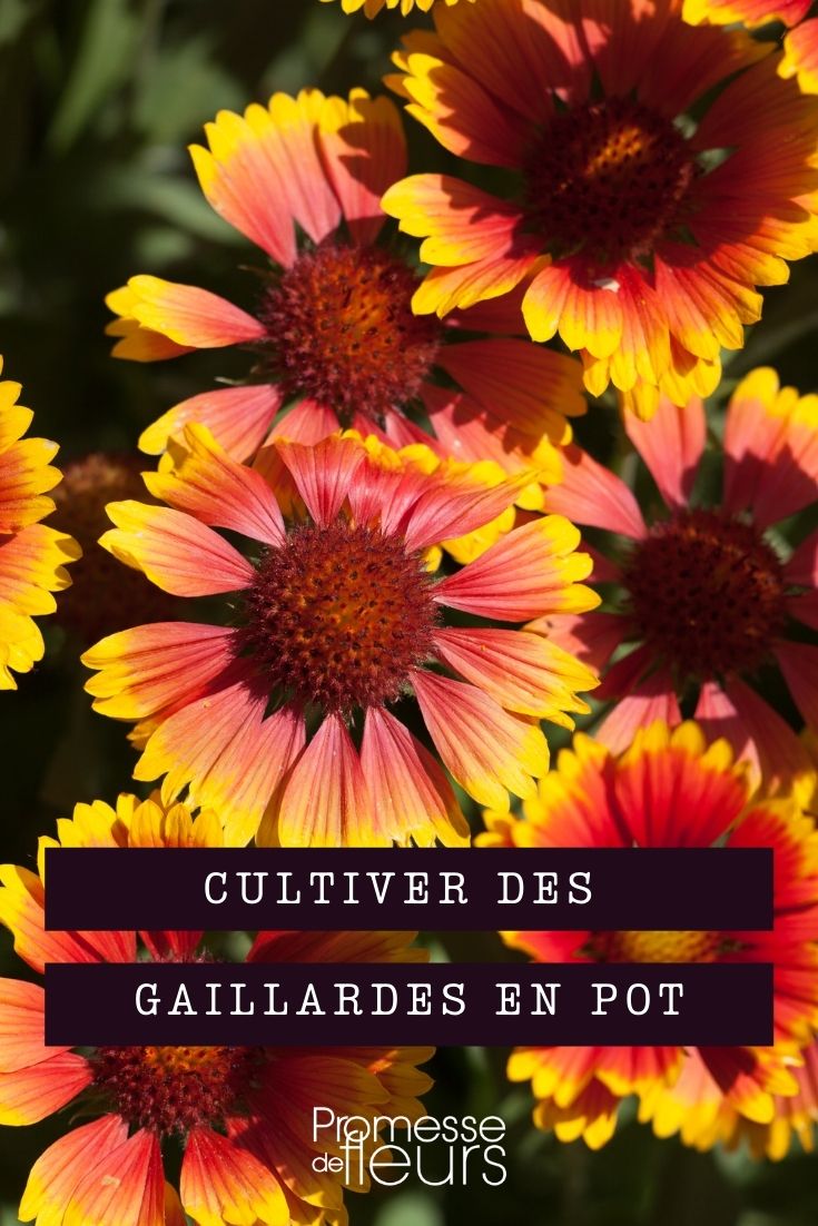 Gaillardie im Topf kultivieren
