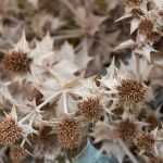 Blaue Kugeldistel trocknen: So geht’s