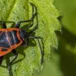 Feuerwanze: Nützling im Garten