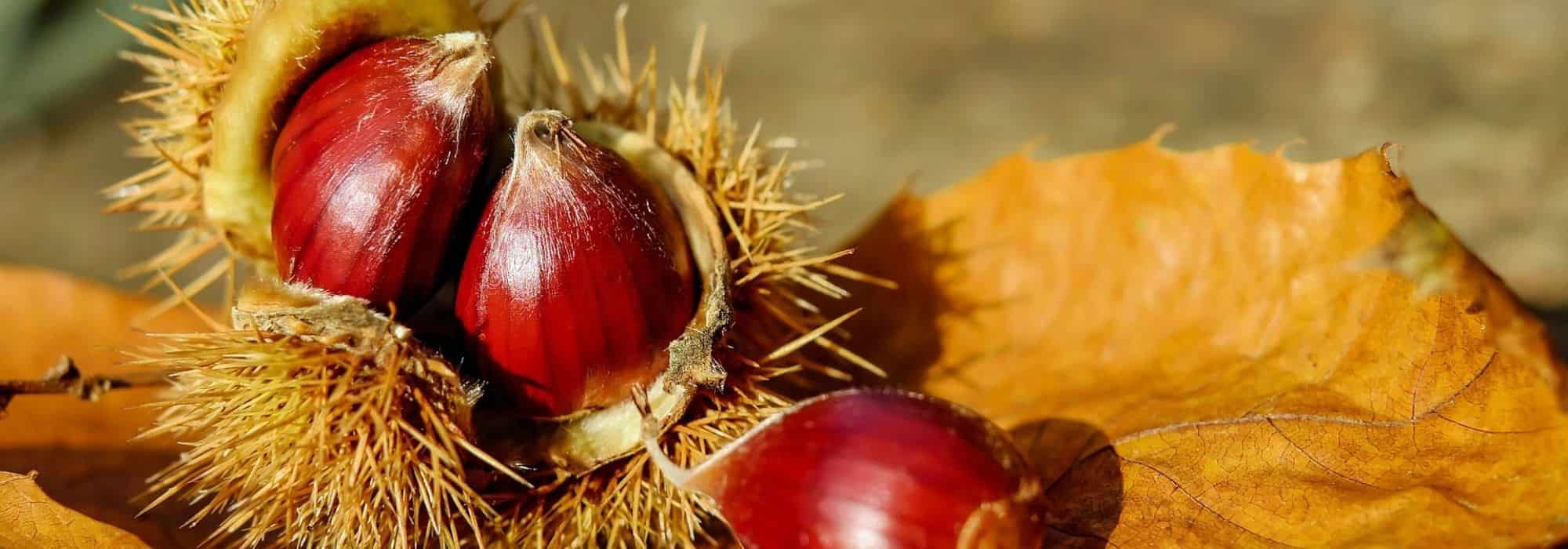 Esskastanie und Rosskastanie: die Unterschiede?