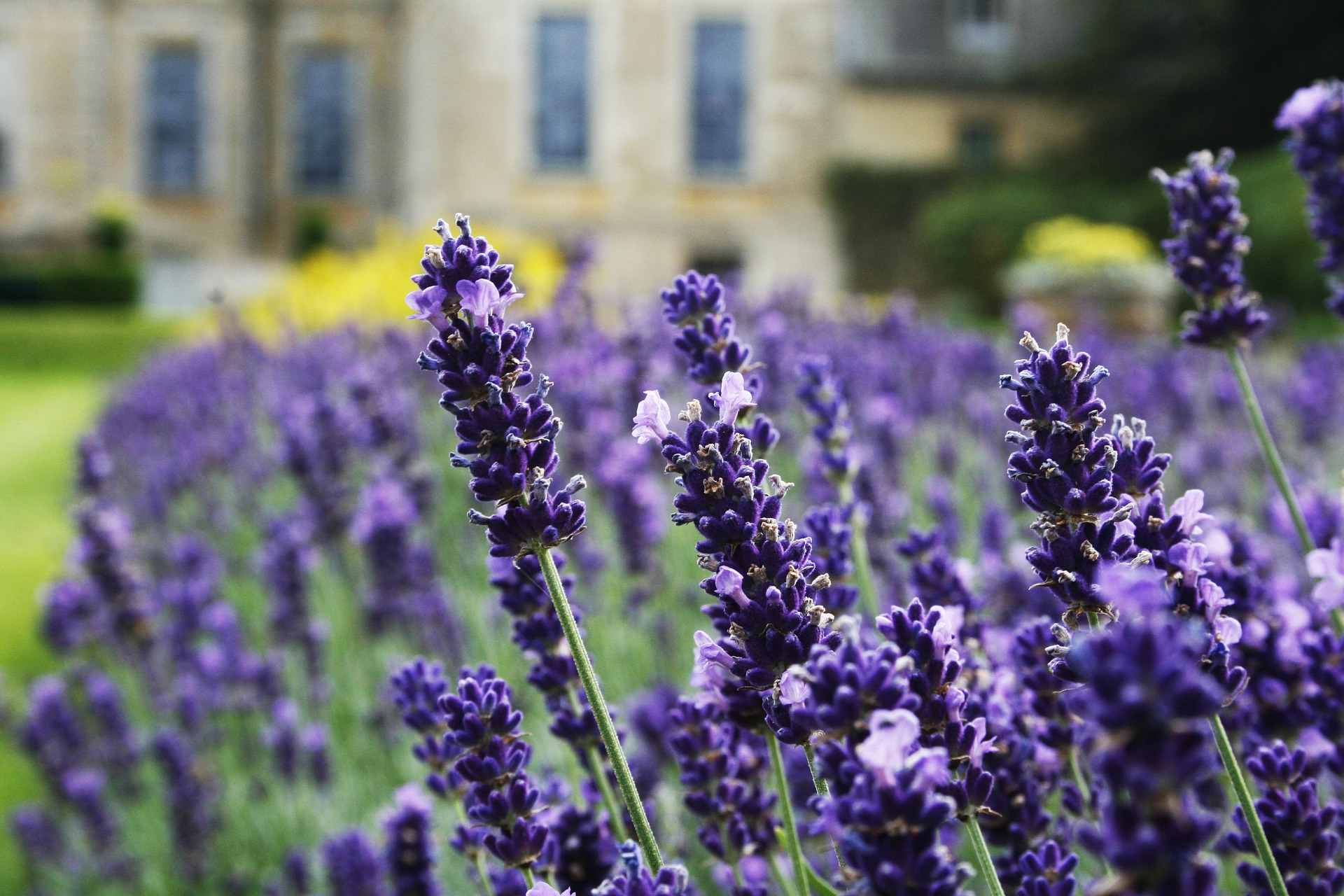 Lavendel kombinieren
