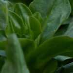 6 Feldsalat-Sorten fürs Gemüsebeet