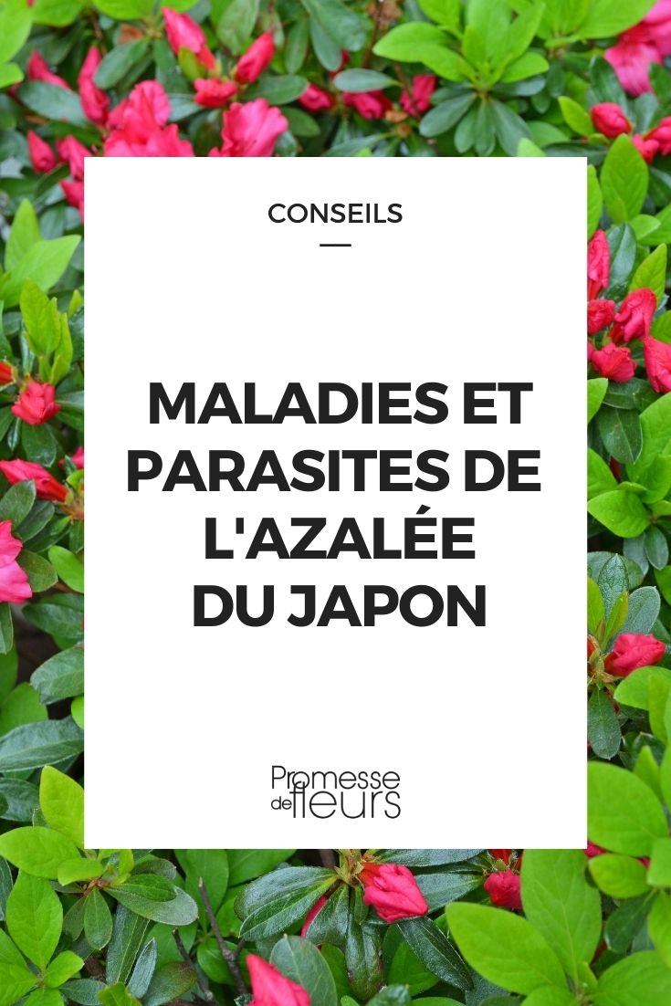 Krankheit Parasit Japanische Azalee